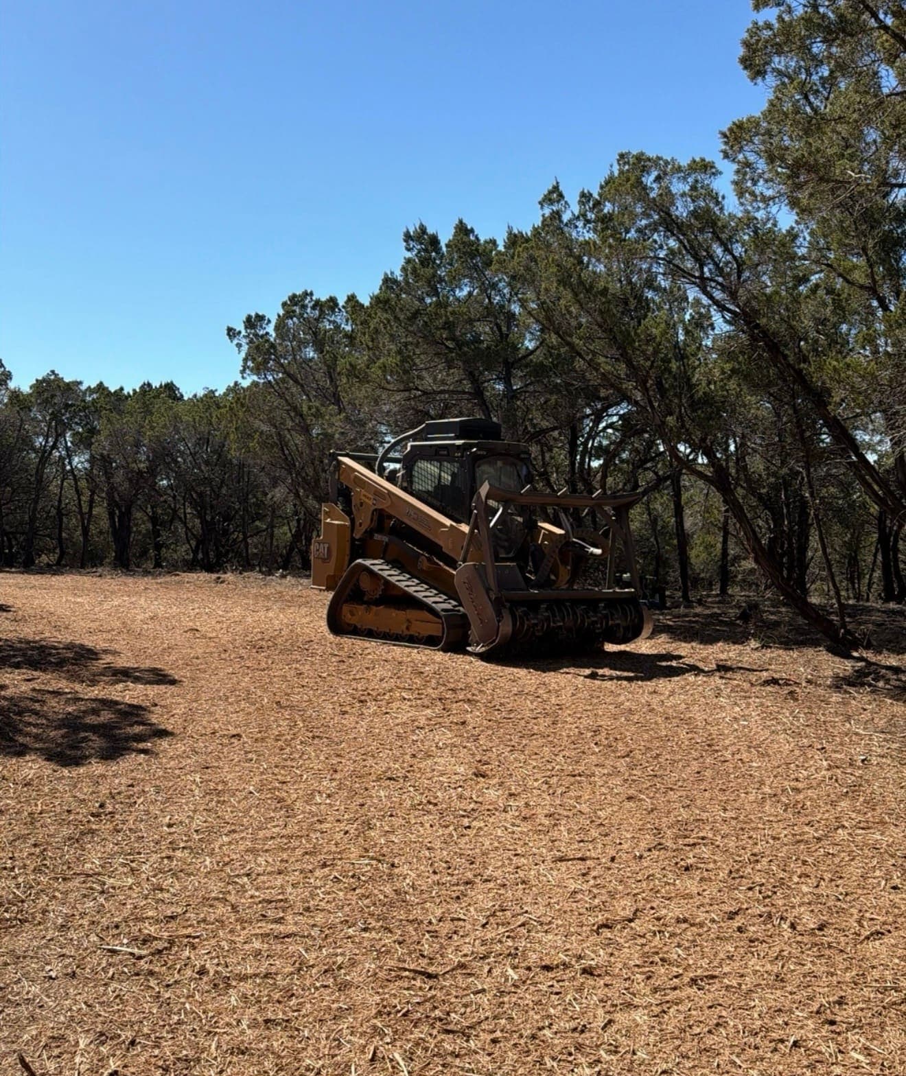 Cedar Tree Removal